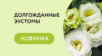 Эустомы Партнер уже в продаже!