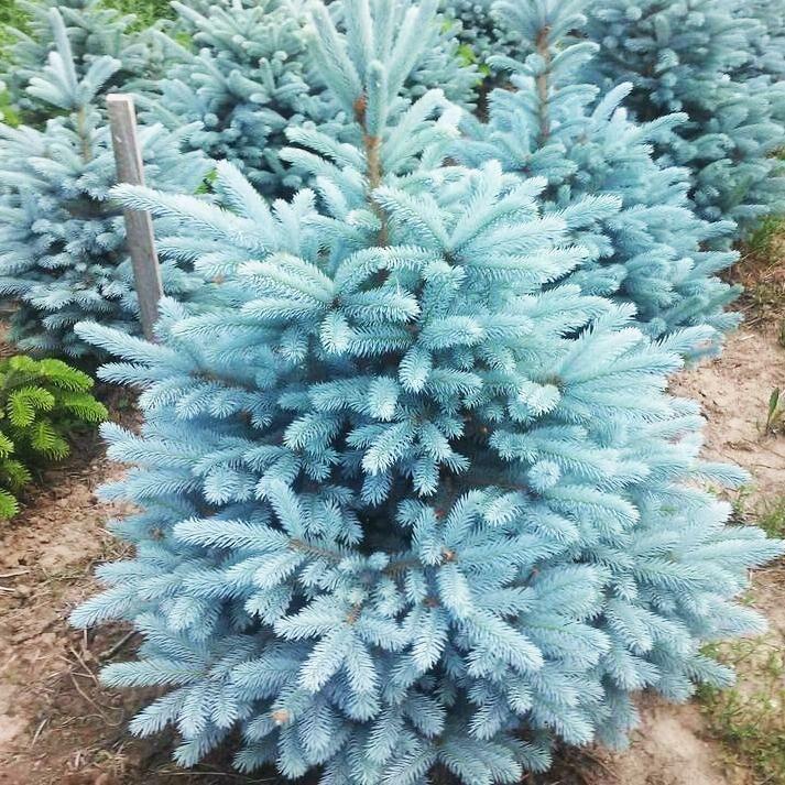 Ель колючая Picea pungens Glauca h=45-60 см