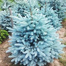 Ель колючая Picea pungens Glauca h=45-60 см
