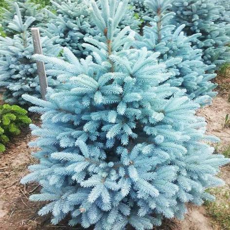 Ель колючая Picea pungens Glauca h=45-60 см, фото 2
