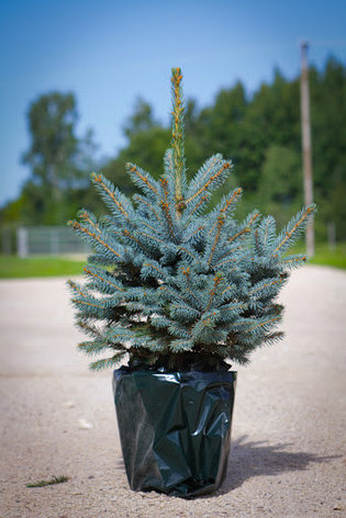 Ель колючая Picea pungens Glauca h=25-40 см, фото 2