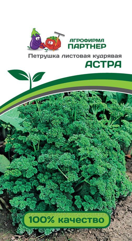 Петрушка листовая кудрявая АСТРА (3 г)