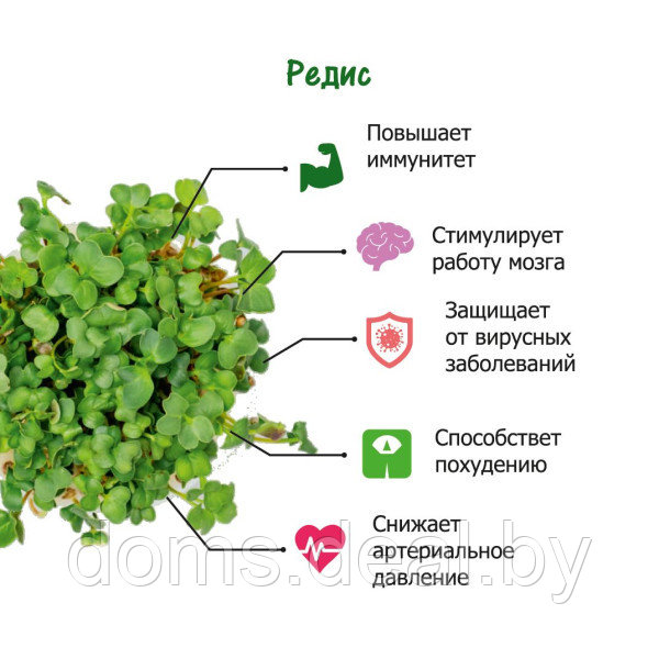 Набор для выращивания Моя микрозелень РЕДИС Здоровья клад Набор для выращивания - фото 4 - id-p170007546