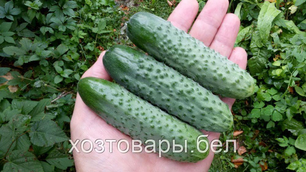 Огурец Шоша Купить В Спб