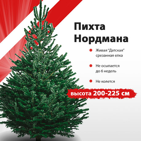 Пихта Нордмана 200-225 см живая, срезанная, фото 2