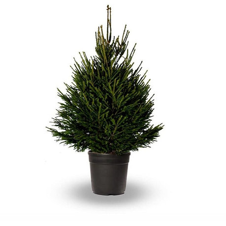 Ель живая Abies Европейская новогодняя 120-140 см, в горшке, фото 2