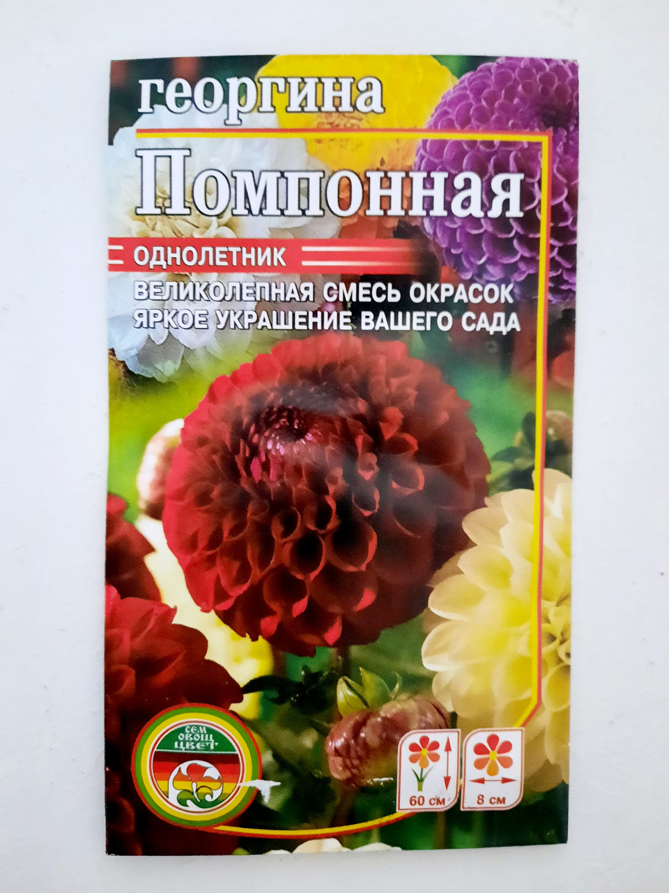 Георгины помпонные Викинг
