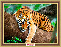 Картина стразами "Тигр на дереве"