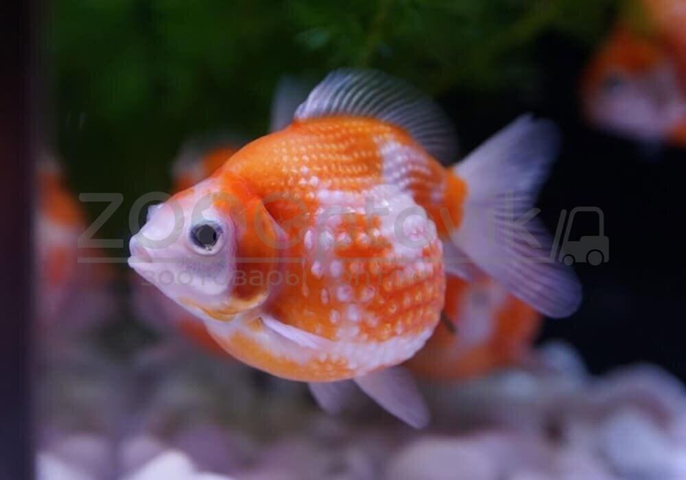 ZooAqua Золотая рыбка - Жемчужная 3,5-4,0 см (Яркая)