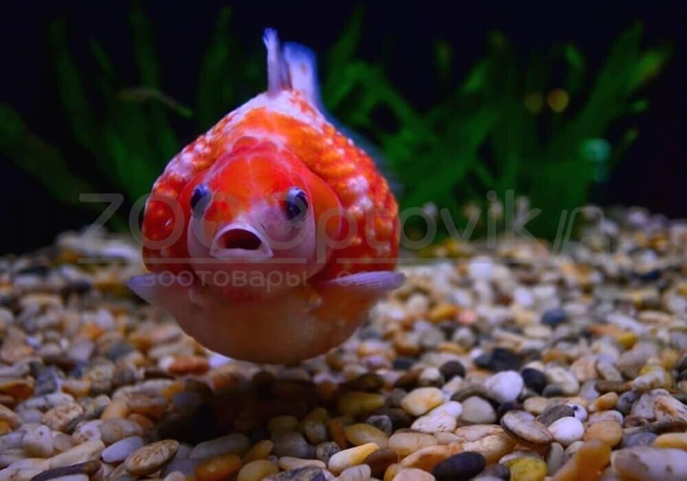 ZooAqua Золотая рыбка - Жемчужная 3,5-4,0 см (Яркая) - фото 3 - id-p170279305