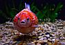 ZooAqua Золотая рыбка - Жемчужная 3,5-4,0 см (Яркая), фото 3
