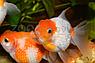ZooAqua Золотая рыбка - Жемчужная 3,5-4,0 см (Яркая), фото 4