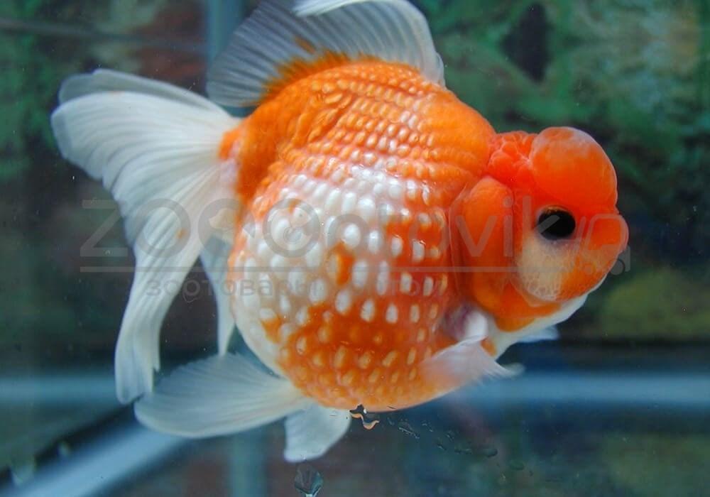 ZooAqua Золотая рыбка - Жемчужная 3,5-4,0 см (Яркая) - фото 5 - id-p170279305