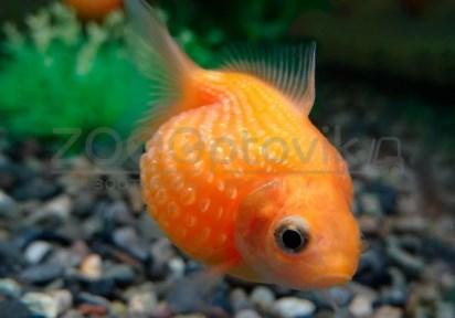 ZooAqua Золотая рыбка - Жемчужная 3,5-4,0 см (Яркая) - фото 7 - id-p170279305