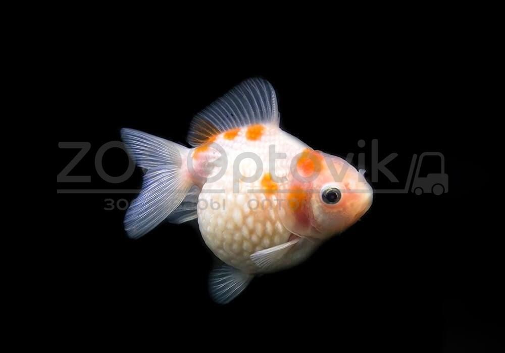 ZooAqua Золотая рыбка - Жемчужная 3,5-4,0 см (Яркая) - фото 8 - id-p170279305