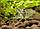 ZooAqua Креветка стеклянный Водорослеед - Природная форма 0,3-0,4 см, фото 2