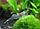 ZooAqua Креветка стеклянный Водорослеед - Природная форма 0,3-0,4 см, фото 5