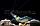 ZooAqua Креветка стеклянный Водорослеед - Природная форма 0,3-0,4 см, фото 6