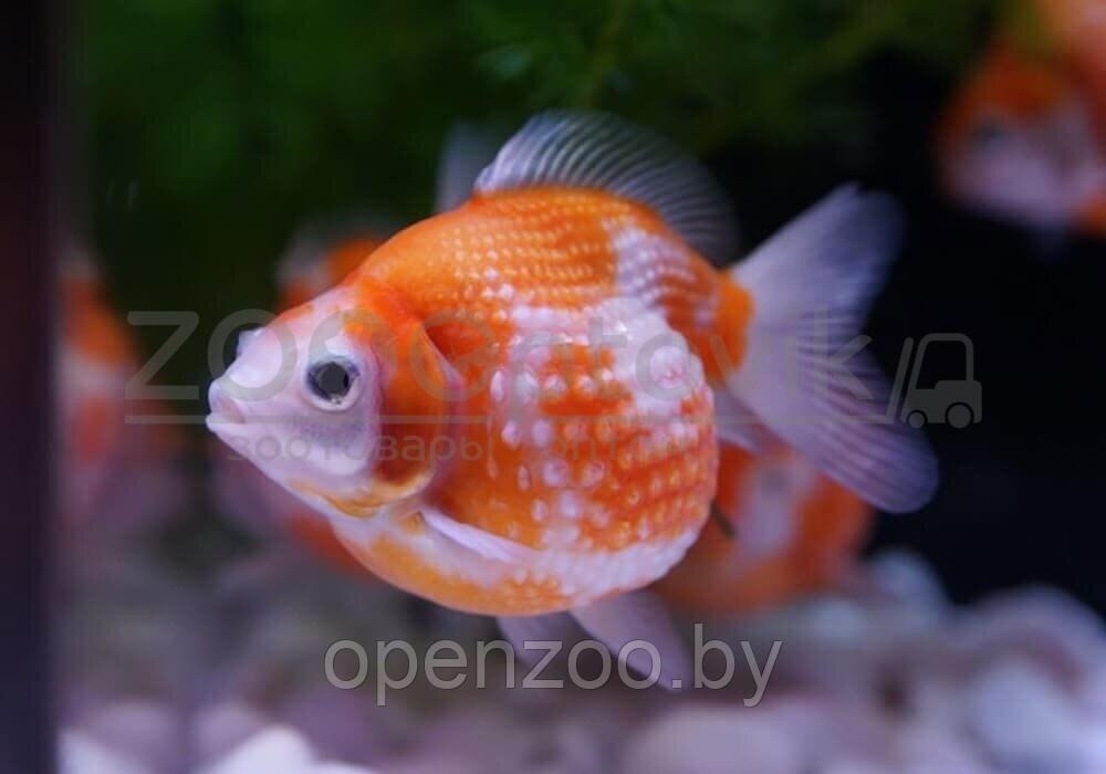 ZooAqua Золотая рыбка - Жемчужная 3,5-4,0 см (Яркая)