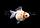 ZooAqua Золотая рыбка - Жемчужная 3,5-4,0 см (Яркая), фото 8
