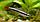ZooAqua Кардинал ассорти (простой и золотой) 2,3-2,5 см, фото 2