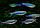 ZooAqua Тетра Голубая Бэлка 3,0-3,5 см, фото 2