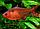 ZooAqua Тетра - Минор красный 2,5-2,7 см, фото 4