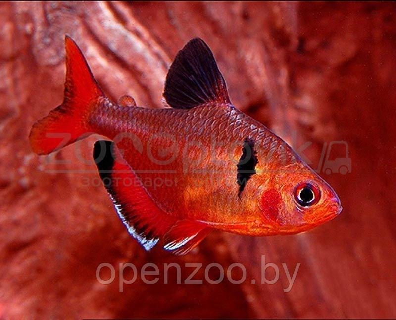 ZooAqua Тетра - Минор красный 2,5-2,7 см - фото 7 - id-p170282656