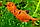ZooAqua Тетра - Минор красный 2,5-2,7 см, фото 8
