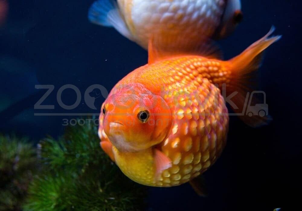 ZooAqua Золотая рыбка - Жемчужная 3,5-4,0 см (Яркая) - фото 6 - id-p170283320