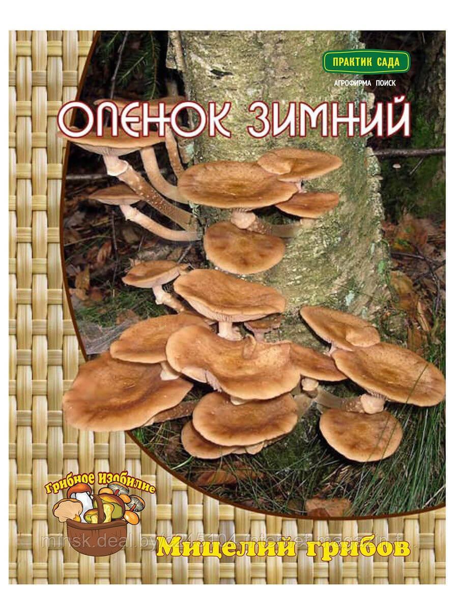 Опенок зимний (12 шт)