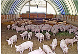 Свинарники каркасно-тентовые, фото 5