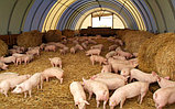 Свинарники каркасно-тентовые, фото 6