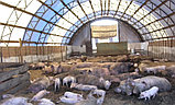 Свинарники каркасно-тентовые, фото 7