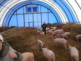 Свинарники каркасно-тентовые, фото 8