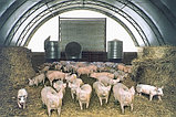Свинарники каркасно-тентовые, фото 9