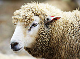 Овчарни каркасно-тентовые, фото 2