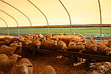 Овчарни каркасно-тентовые, фото 7