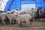 Овчарни каркасно-тентовые, фото 10