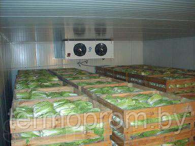 Холодильные камеры для экзотических фруктов - фото 3 - id-p170484483