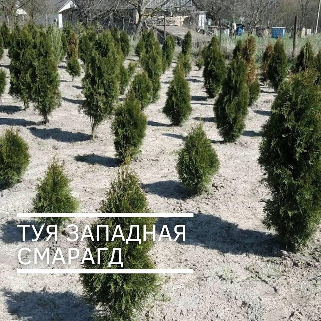 Туя Смарагд 180 см