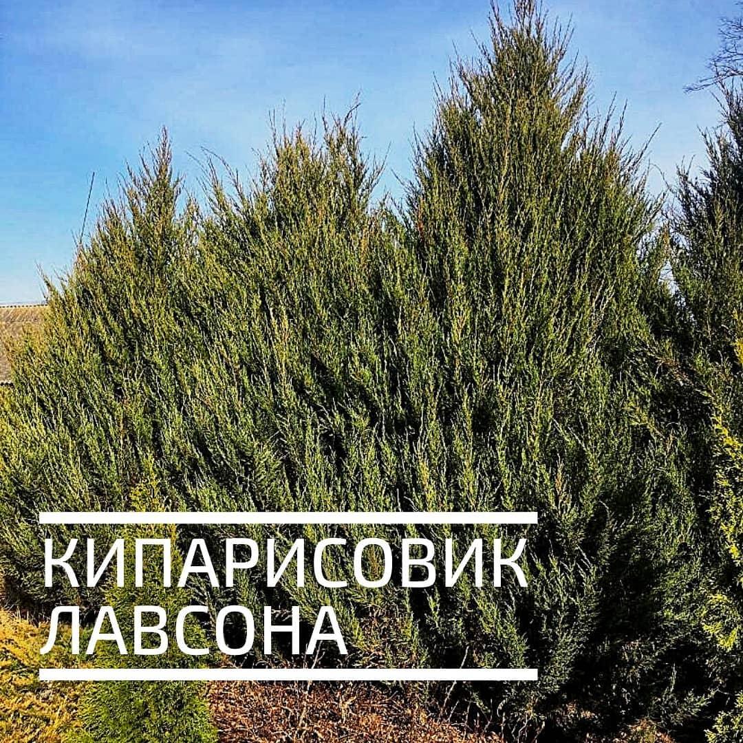Кипарисовик Лавсона 120 см