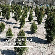 Туя Смарагд 80 см ОПТ от 200 шт