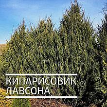 Кипарисовик Лавсона 120 см ОПТ от 200 шт