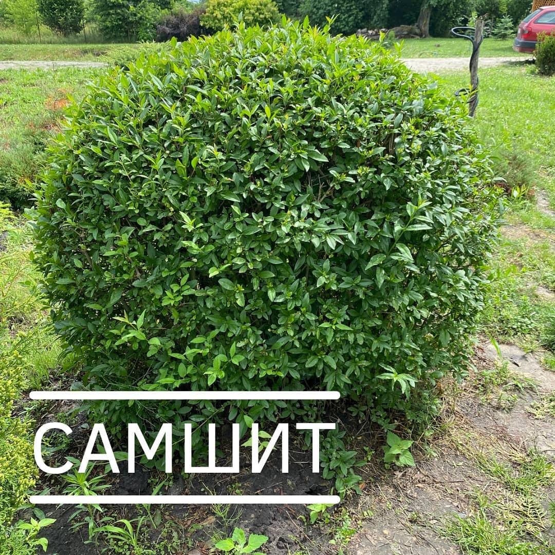 Самшит 30 см ОПТ от 200 шт