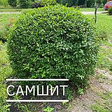 Самшит 20 см ОПТ от 200 шт