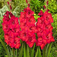 Holland Bulbs Гладиолус Рома