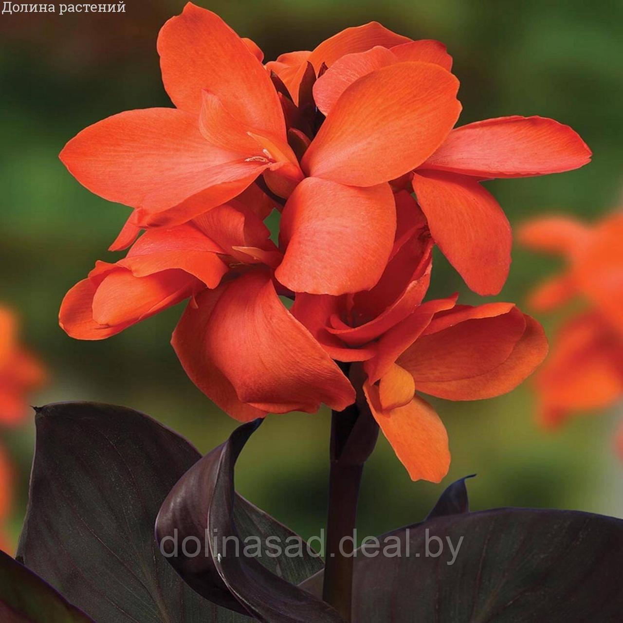 Holland Bulbs Канна Хеппи Вильма - фото 1 - id-p170649604