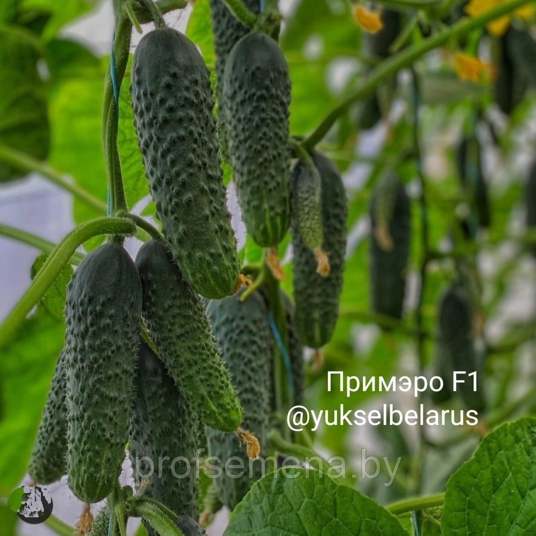 Огурец Примеро F1, семена, 100 шт., Турция, (чп) - фото 1 - id-p161040025