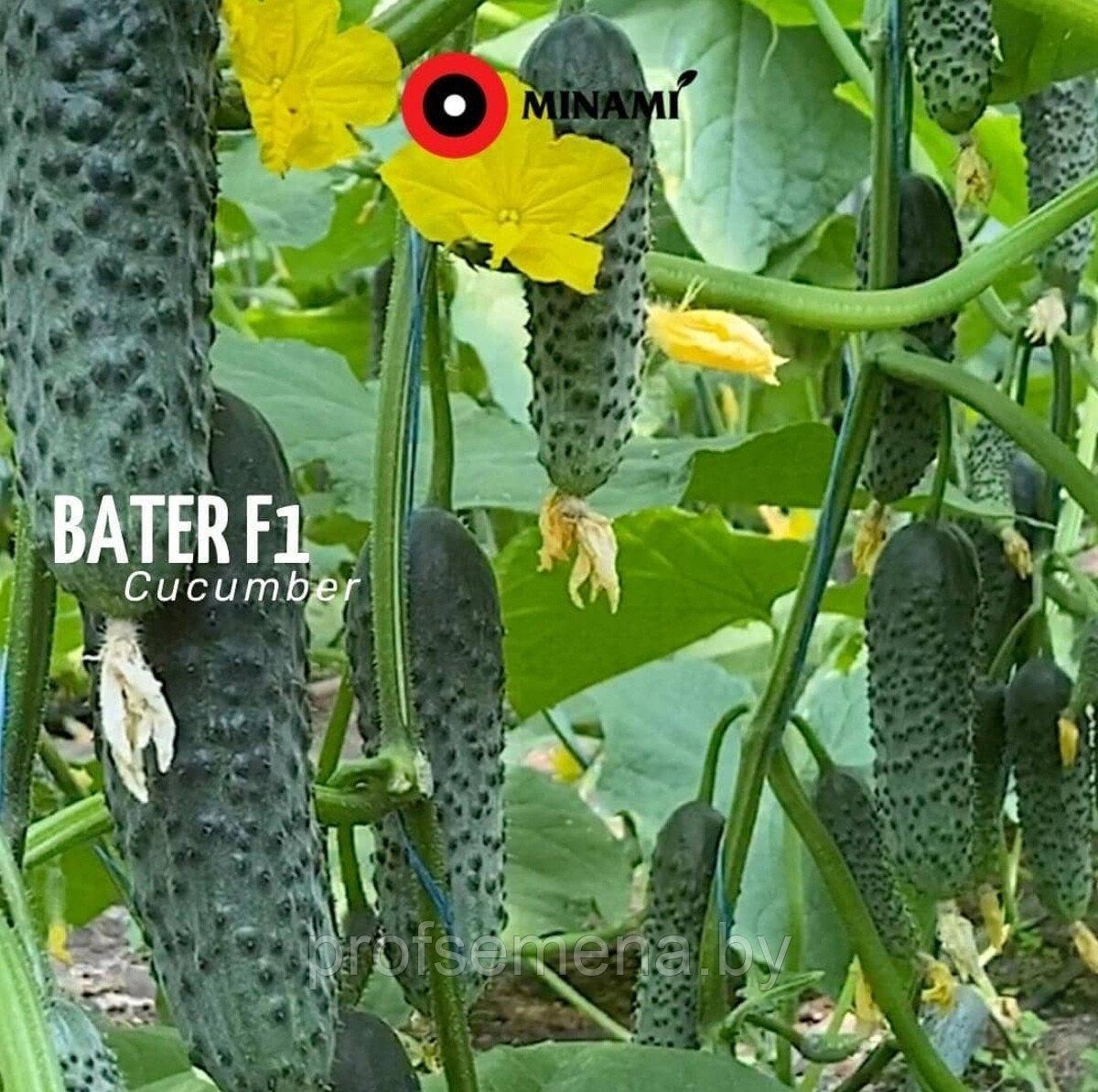 Батер F1 | Bater 500шт Огурец Самоопыляемый Семена Minami Seeds